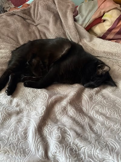 A black cat is sleeping on a textured blanket. The cat is curled up on its side, with its head resting on its paws. The blanket is light gray with a damask-like pattern. There are other blankets in the background with various colors and patterns. The scene appears to be indoors, likely in a bedroom. There is no information to suggest this location is in Петряксы, Russia.