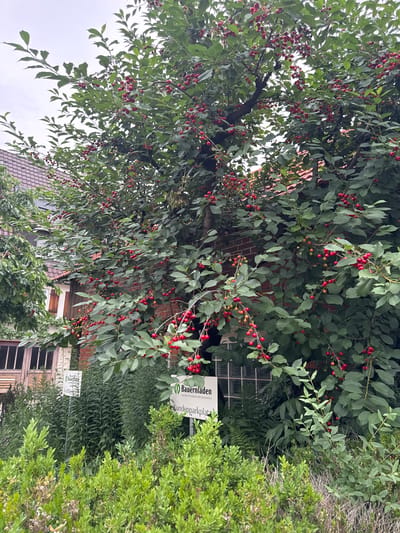 The image depicts a mature cherry tree laden with ripe red cherries, its branches extending across the frame. The tree is situated in front of a brick building, part of which is visible with windows and wooden shutters. Several green signs are placed amongst the foliage at the base of the tree, one of which reads "Bauernladen" (Farm shop). The surroundings suggest a rural or semi-rural setting, possibly a farm or an establishment selling local produce. The scene appears to be in Sindelfingen, Germany, as indicated by the presence of German text on the sign. The lighting suggests an overcast day.