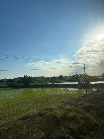 The image depicts a rural landscape in Cerme Lor, Indonesia, characterized by lush green rice paddies and a tranquil body of water. The sky is a vibrant blue, dotted with wispy clouds and illuminated by the bright sun. Power lines stretch across the frame, adding a touch of human infrastructure to the natural scenery. In the distance, a cluster of houses and trees suggests a small village. The foreground is dominated by tall, dry grass, creating a stark contrast with the verdant fields beyond. The overall impression is one of peace and serenity, with the natural beauty of the landscape taking center stage.