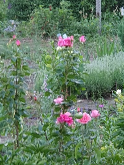 The image depicts a dense, overgrown garden with various plants, including pink roses in bloom and lavender in the background. The scene is set in Novoivanivka, Ukraine, and appears to be an outdoor environment with lush greenery. There are no people or visible animals in the frame. The focus is on the natural landscape, characterized by a variety of plant life and a rustic, unmanicured aesthetic. The lighting suggests it might be daytime, possibly overcast.