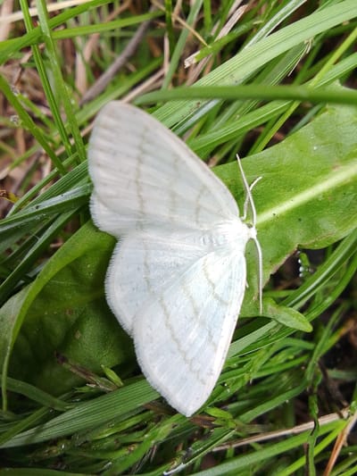 A close-up, eye-level shot captures a small, white moth resting on a vibrant green leaf, surrounded by blades of grass. The moth's wings are spread, revealing delicate, pale grey lines. Its antennae are thin and white, extending upwards. The background consists of out-of-focus green and brown vegetation. The scene appears to be in an outdoor natural setting, possibly a garden or park. The location is specified as 1-Go Maya, Russia. There are no people or human activity depicted in the image.