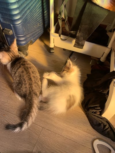 Two kittens are on a wooden floor. A grey and white tabby kitten is lying on its side, facing left. A fluffy cream and tan kitten is curled up on its side, facing right, with its front paws tucked under its chin. A blue suitcase is to the left of the tabby kitten. A white rolling cart with black clothes is to the right of the kittens. The environment appears to be indoors.