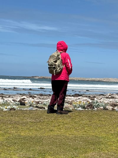 The image depicts a solitary individual standing outdoors at Bluff Cove, Falkland Islands (Islas Malvinas), viewed from behind, facing an ocean shoreline on a bright day. The person wears a vivid pink hooded jacket with the hood up, displaying white stripes on the sleeves. They are dressed in dark maroon pants and dark brown hiking boots. A light khaki-green backpack with multiple visible straps is worn on their back.
The individual is positioned on a foreground of green grass. Beyond the grass, a rocky beach stretches towards the sea, characterized by breaking white-capped waves, dark seaweed, and scattered light-colored rocks interspersed with white and yellow flowering plants. Further out in the water, darker rock formations are visible. The background consists of a clear blue sky with minimal, thin white cloud formations. The person appears to be observing the ocean.