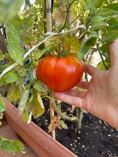 In Ilion, Greece, a hand is shown holding a ripe, red tomato on a tomato plant. The plant has green leaves, some of which appear to have brown spots or discoloration, and is supported by stakes and tied with white twine. The plant is growing in a brown planter filled with dark soil. The background shows other plants and a blurred building.