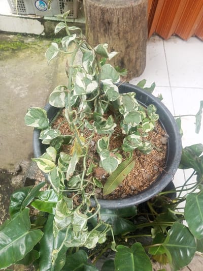 A potted plant features green and white variegated foliage spilling from a black plastic pot filled with mulch. Another plant with large, dark green, heart-shaped leaves surrounds the pot. The pot rests on a concrete surface, and a wooden log stands behind it. A white and blue plastic container is visible in the background, next to a patch of moss on the ground. The image's background features a wooden structure and tiled flooring.