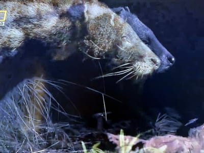 The image shows a close-up of a badger's head and shoulders. The badger has coarse, brown and gray fur, and distinctive black and white markings on its face, including a dark stripe running from its nose to its ears. Its snout is dark and wet-looking, and long, white whiskers are visible. The badger is looking to the right of the frame, with its nose slightly pointed downwards. The background is dark and blurry, suggesting a nighttime setting or a dark burrow. Some dry grasses and foliage are visible in the foreground and around the badger's body. The image appears to be a still from a nature documentary, possibly from the National Geographic channel, as indicated by a partially visible yellow square with the letter 'D' in the top left corner. The overall impression is one of a wild animal in its natural habitat. The scene is likely set in a natural environment, possibly in Tambov, Russia, given the location context. No specific weather conditions are discernible.