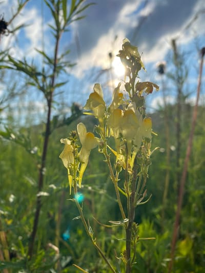 A close-up shot of a flowering plant with pale yellow blossoms against a backdrop of greenery and a blue sky. The plant stem is thin and has numerous small flowers and buds. The flowers have a distinctive two-lipped shape, common to snapdragons. Sunlight streams through the leaves, creating lens flare and highlighting the delicate petals. Some of the flowers appear wilted or in the process of drying. The background is softly blurred, with hints of green foliage and a bright sky with scattered clouds. The overall impression is of a natural outdoor setting, possibly a garden or a wild meadow, bathed in bright daylight. The orientation of the image suggests it was taken at an upward angle, looking towards the sky. The time of day appears to be late morning or early afternoon, given the intensity and angle of the sunlight. There is no visible text in the image.