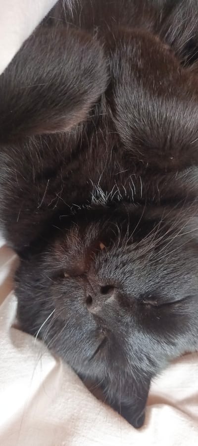 A close-up, vertically oriented photograph shows the face of a black cat sleeping on a light-colored, wrinkled surface, likely bedding or fabric. The cat is lying on its back, with its head tilted. Its eyes are closed, and its nose is visible. The fur is dense and appears soft, with some lighter-colored whiskers protruding. The background is out of focus, but the texture of the surface beneath the cat is apparent. The lighting is soft and diffused, highlighting the contours of the cat's face and fur. The location is specified as Мерчалово Снт, Russia.