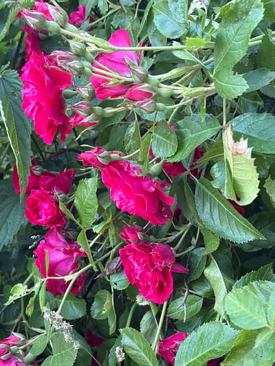 This is a close-up, eye-level photograph of vibrant pink roses and their buds amidst lush green foliage. The flowers exhibit multiple layers of delicate petals, some fully bloomed and others in various stages of opening. The leaves are deep green, some showing signs of wear with minor damage. The overall impression is of a dense, natural growth, typical of a garden setting. This scene is located in Kongens Lyngby, Denmark, specifically within the garden of the Frilandsmuseet (The Open-Air Museum), where such botanical displays are a common feature. No people are visible in the image, and the focus is entirely on the flora.