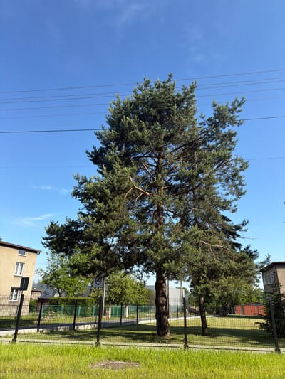 The image depicts a residential area with a large pine tree dominating the center. The tree has a thick trunk and branches extending outwards, covered in green needles. Behind the tree, a bright blue sky is visible with a few wispy clouds. Several power lines crisscross the sky above the tree. To the left of the tree, a light brown building with white-framed windows can be seen. A black metal fence runs across the foreground, separating the viewer from a grassy area and a paved path. A circular speed limit sign with the number "40" is mounted on a pole within the fenced area. To the right of the pine tree, another building with white-framed windows is partially visible. The environment appears to be a sunny day in a suburban or rural setting. This scene is located in the city of Stanowice, Poland.