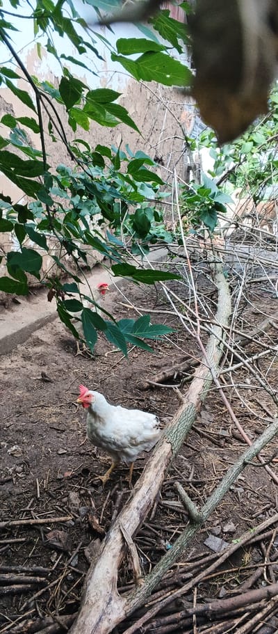 In an outdoor, dirt-covered yard in Popivka, Ukraine, a white hen with a red comb is standing on a fallen log. The hen is facing to the left and appears to be looking at something. The yard is filled with fallen branches and leaves, and there are green leaves hanging from branches overhead. A weathered, light-colored wall is visible in the background.