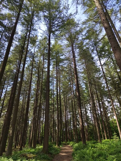 The image depicts a forest scene, likely located in Mettlach, Germany. The camera is oriented upwards, capturing the towering trees from a low angle. The trunks of numerous tall, straight trees dominate the view, extending vertically towards the sky. The leaves and branches form a dense canopy overhead, filtering the sunlight. Patches of blue sky are visible through gaps in the foliage. A dirt path runs along the right side of the frame, bordered by lush green vegetation. The overall impression is of a dense, mature forest.