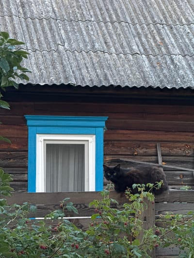 A black cat is perched precariously on a wooden fence, upside down, with its head poking out from behind a wooden board. The cat's eyes are wide open and its gaze is directed downwards, giving it a curious and slightly startled expression. The cat is fluffy and its fur appears dark and slightly matted.
Behind the cat, a rustic wooden wall of a building is visible, with vertical planks of varying shades of brown. A blue-framed window with horizontal blinds is set into the wall, offering a glimpse of the interior. To the left of the wooden wall, a corrugated metal roof is visible, sloping downwards. Lush green foliage, with small red berries, grows on the fence, partially obscuring the cat and the wooden wall. The scene appears to be outdoors, possibly in a rural or semi-rural setting, given the rustic nature of the building and the presence of the fence and plants. The lighting suggests it is daytime, with diffused light, possibly indicating an overcast or shaded environment. No text is visible in the image. The overall impression is one of an unexpected and slightly humorous encounter with a feline. The location context places this scene in Narowlya, Belarus.