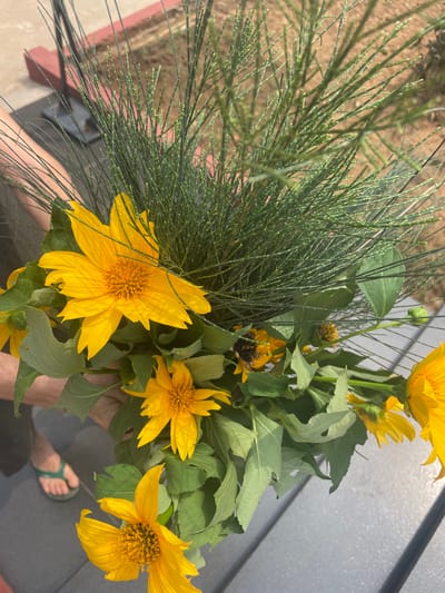 An outdoor, eye-level shot captures a person holding a vibrant bouquet of yellow flowers and green foliage in Dhundshi, India. The main subjects are several large, bright yellow, sunflower-like flowers from the Asteraceae family, characterized by their prominent disc florets and broad ray petals. Some flowers are fully open, while others are still budding or partially unfurled. Their robust green leaves, some showing minor imperfections or insect damage, accompany the blooms.
A distinctive element of the bouquet is a mass of fine, needle-like green foliage, strongly resembling *Equisetum hyemale* (Horsetail or Scouring Rush), characterized by its slender, segmented stems with small, light green nodes. This foliage adds a textural contrast to the broader leaves and petals.
The hands of the person holding the bouquet are visible at the bottom center. To the right, a foot wearing a green flip-flop rests on a dark gray, possibly paved or tiled surface. The background features reddish-brown soil or dirt on the left, and a textured, gray wall or siding on the upper right, suggesting a mix of natural and man-made elements in the environment.
The scene is brightly lit by natural daylight, indicating clear, sunny weather, likely during the day, given the strong illumination and shadows. No discernible text is visible in the image. The overall impression is one of fresh, natural beauty, possibly from a garden or wild harvest.