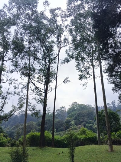 Tall, slender trees dominate the scene, their canopies reaching towards a cloudy sky. The trees are interspersed with dense, green undergrowth and shrubs. Further back, a lush hillside rises, covered in a variety of trees, creating a layered, natural landscape. A grassy area is in the foreground. The overall atmosphere is serene and verdant, with a sense of depth and spaciousness.
