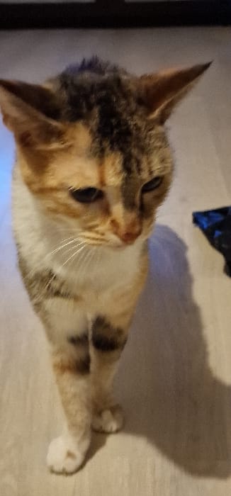 The image captures a domestic cat standing indoors in Blaye, France. The cat exhibits a calico coat pattern, featuring prominent white fur on its chest, belly, and front paws, contrasting with patches of brown, black, and orange on its head and back. Its head is lowered and angled slightly to the right, with dark eyes directed downwards. Visible white whiskers extend from its muzzle. The animal stands on a light-toned, uniform floor, consistent with laminate or tile. Interior lighting illuminates the scene, casting a distinct shadow of the cat on the floor behind it. In the upper right background, a dark, crumpled object, possibly a bag, is partially visible against a lighter wall. No human subjects or direct interactions are depicted.