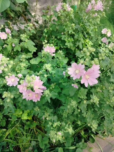 The image shows a close-up of a patch of pink mallow flowers and green foliage. The flowers are delicate with five petals and prominent veins. Many flower buds are visible, some tightly closed and others partially open, all clustered among the leaves. The surrounding vegetation is dense and appears healthy, with a variety of leaf shapes and sizes. The background is out of focus, showing hints of a wall and other greenery, suggesting an outdoor setting. There are no people or animals visible in the image. The scene is likely located in a garden or natural area within Yashkino, Russia, given the prompt's context.