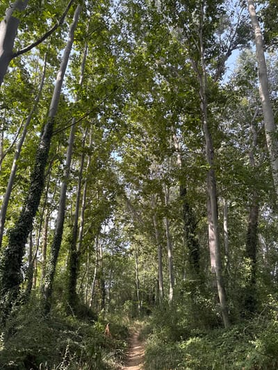 The image depicts a dense forest with a narrow dirt path winding through it. Tall, slender trees with light-colored bark dominate the scene, their branches interwoven with lush green foliage. Some of the tree trunks are covered in dark green ivy. Sunlight filters through the leaves, creating dappled patterns on the ground and illuminating the path. The overall impression is one of a secluded, natural setting, possibly a forest or woodland area. The perspective is looking upwards and along the path, emphasizing the height of the trees and the density of the vegetation. The time of day appears to be daytime, with clear, bright lighting. The weather seems fair, allowing for the vibrant green of the leaves and the visibility of the path. No people, objects, or text are visible in the image.