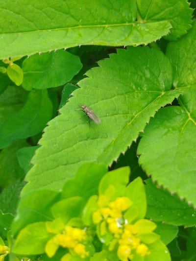 The image shows a close-up view of foliage with a fly resting on a leaf. The leaves are green with jagged edges. There are small yellow flowers in the lower part of the image. The location of the image is Боровково, Russia, as specified.