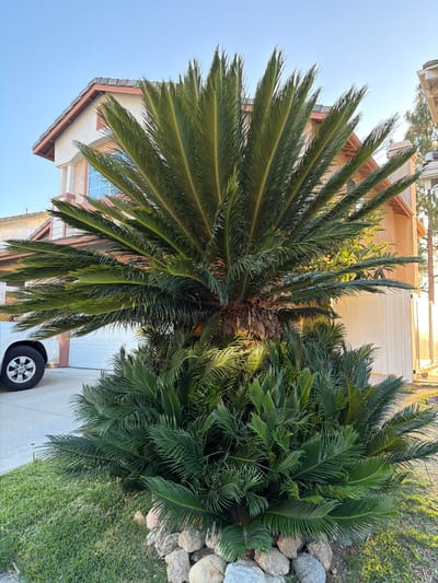 A sago palm tree is in the foreground of this outdoor, daytime, medium shot. The tree has a thick, brown trunk and fronds that spread outwards and downwards. The fronds are dark green and feathery. The tree is planted in a bed of rocks and mulch, surrounded by green grass. Behind the tree, a beige, two-story house with a brown roof is visible. A white garage door is to the left of the house. A white SUV is parked in the driveway. A white vinyl fence is to the right of the house. The sky is clear and blue. The scene is located in Aliso Viejo, California, United States of America.
