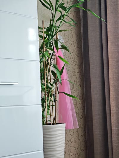 The image depicts an indoor scene, likely a room in a home. On the left side, a portion of a white, glossy cabinet or dresser is visible, featuring horizontal lines and a silver handle on one of the drawers. To the right of the cabinet is a potted plant, possibly bamboo, with long, slender green leaves supported by thin bamboo stakes. A sheer pink fabric, perhaps a decorative element or part of a child's dress, is draped behind the plant, adding a splash of color. The background consists of wallpaper with a subtle, swirling pattern in beige and brown tones. To the far right, a dark brown curtain, made of a textured fabric, hangs, obscuring the view outside. The lighting suggests it is daytime, with soft light illuminating the scene. There is no visible text in the image. The setting appears to be a calm and domestic environment.