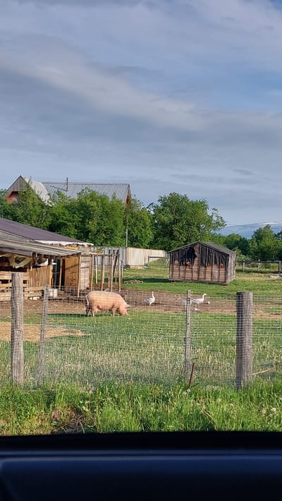The image depicts a rural scene in Severnye Koryaki, Russia. In the foreground, a pink pig is seen grazing within a fenced enclosure. Beyond the pig, two white geese are present in the same enclosure. To the right, a rustic wooden structure with a dark covering on its openings serves as a shelter, and several chickens are visible inside. In the background, there are farm buildings and lush green trees. The sky above is partly cloudy. The overall environment suggests a farm or homestead setting.