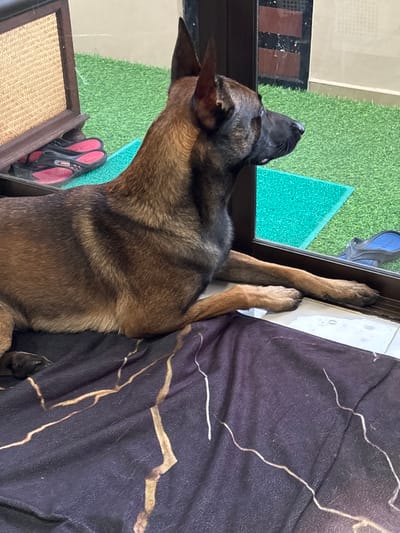 A dog is lying on a dark blanket with a gold marble pattern. The dog is a medium-sized breed with tan and black fur, and it is looking out a glass door. Outside the door, there is artificial grass, a bright green mat, and a pair of blue flip-flops. To the left of the dog and inside, there is a woven cabinet and a pair of black and red flip-flops. The scene is likely in a residential area in Thailand.