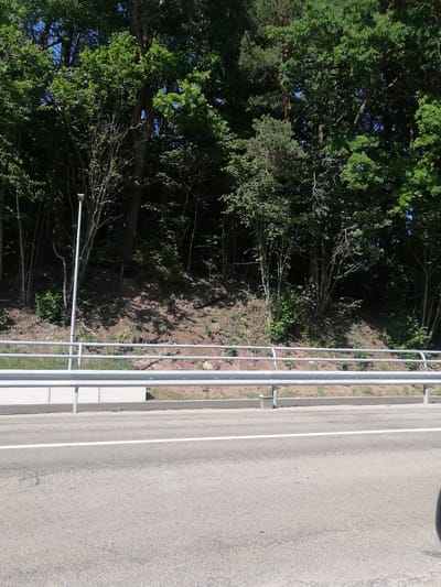 The image shows a roadside scene with a dense forest bordering a road. The forest is lush with various trees, casting shadows on the incline leading up to them. A metal guardrail runs along the edge of the road, separating it from the forested embankment. A single, tall, slender metal pole, possibly a lamppost or a signpost, stands prominently in front of the trees. The road itself is asphalt with a white line marking its center. The ground beside the guardrail is covered with sparse vegetation and dirt. The sky above the trees appears blue, suggesting a clear day. The overall impression is one of a natural, serene landscape adjacent to a man-made road. The time of day is likely daytime, given the bright lighting and shadows. No people are visible in the image.