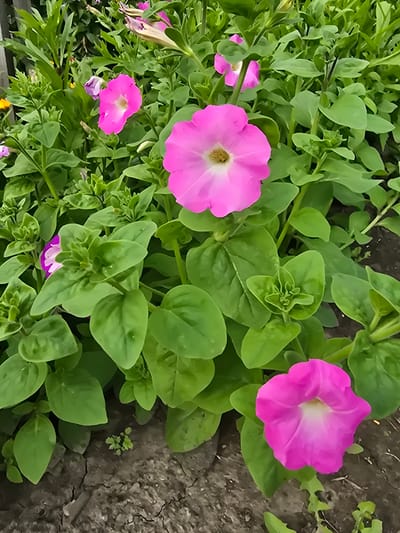 A close-up, vertical shot shows vibrant pink petunias blooming amidst lush green foliage. The flowers, with their trumpet-shaped petals and light centers, are the main focus, some in full bloom and others as buds. The surrounding leaves are a rich green, with a few darker veins visible. The ground beneath the plants is visible, appearing as cracked, dry soil, with a few small green sprouts emerging. The scene is an outdoor setting, possibly a garden or a park within the city of Ermolaevo, Russia, given the context.