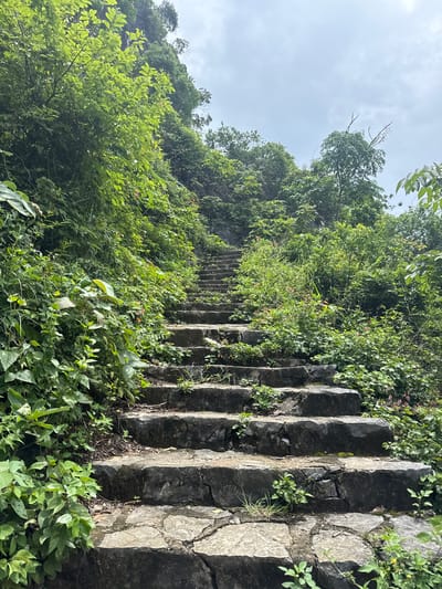 The image depicts a stone staircase winding upwards along a lush, green hillside. The steps are unevenly cut and appear weathered, with vegetation growing in the cracks and along the edges. Dense foliage, including trees, bushes, and vines, crowds both sides of the stairs, obscuring the underlying terrain and creating a feeling of being immersed in nature. The sky above is overcast, with soft, diffused light illuminating the scene. This staircase is located in the city of Tam Thanh Ward, Vietnam. There are no people or animals visible in the image.
