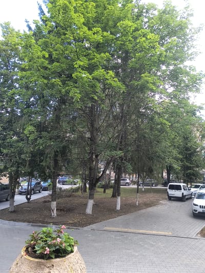 The image shows a street scene in Rivne, Ukraine. The foreground features a large, textured planter containing a small flowering plant with pink blossoms and green leaves. The planter is made of a rough, light-colored material. Behind the planter, a paved walkway made of interlocking gray bricks leads away from the viewer.
Beyond the walkway, there is a grassy area with several trees. The trees have thick trunks, many of which are painted with white at the base. The leaves of these trees are a vibrant green, suggesting it is springtime or summer.
Further back, parked cars are visible along the side of the road. These include a white van, a white SUV, and several other dark-colored vehicles. The street appears to be a typical urban street with trees lining the sidewalk. The background shows buildings or other urban structures partially obscured by the trees and foliage. The sky is bright and appears overcast or hazy.