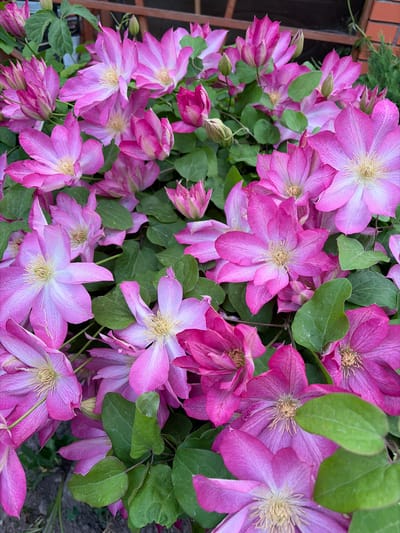 The image depicts a dense cluster of pink and purple Clematis flowers with green foliage. The blossoms range in shades from light pink with white centers to deep magenta, and some appear to be in bud or partially closed. The petals have a textured surface with veins. The green leaves are scattered among the flowers, adding depth to the composition. The background hints at the location in the city of Козенскі сельскі Савет, Belarus, with the bricks and vegetation.