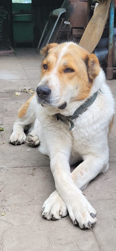 A large dog with tan and white fur is lying on a patterned stone patio. The dog is facing left and has its front paws crossed. A dark green collar is visible around its neck. In the background, there are various objects including metal containers, wooden planks, and what appears to be part of a building or shed. The scene is outdoors and appears to be in a yard or storage area. The location is identified as Tetianivka, Ukraine.