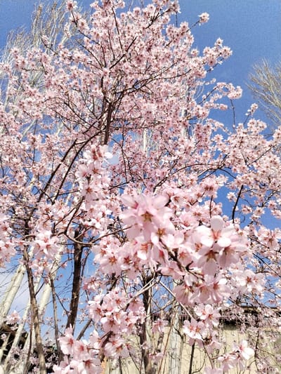 The image displays a dense cluster of light pink blossoms on a deciduous tree, indicative of spring bloom, located in Limbur, Uzbekistan. The perspective is upward-angled, showcasing a clear, vibrant blue sky dominating the background. Numerous individual flowers, each with five petals, are visible across the frame. The main subject tree features slender brown branches. In the mid-ground and background, the bare, lighter-colored trunks and branches of other trees, possibly birch or similar species, are visible against the sky, indicating they have not yet leafed out or are of a different type. No people, animals, structures, or artificial objects are distinctly present within the primary focus of the scene.