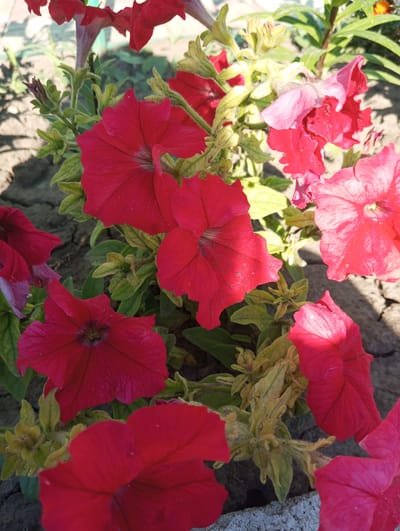 The image shows a close-up view of several red petunia flowers in an outdoor setting. The flowers are in various stages of bloom, with some fully open and others partially closed. The petals are a deep red color and appear to be slightly velvety. The leaves are green and somewhat fuzzy. The background is out of focus, but appears to be dry, cracked earth and possibly some other greenery. The lighting suggests it is a sunny day, with shadows cast on the flowers. This scene is likely in a garden or park in Velykyi Sukhodil, Ukraine.