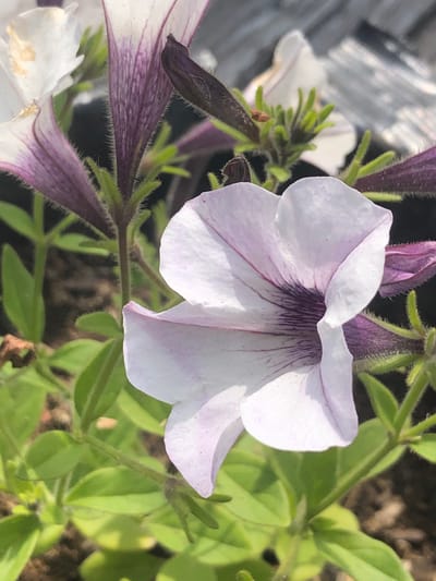 The image is a close-up, eye-level shot of a light purple petunia flower in bloom. The flower has a trumpet-like shape with delicate dark purple veins radiating from the center. The petals are soft and slightly translucent, catching the sunlight. The background is a blur of green foliage and dark soil, suggesting an outdoor garden setting. The image does not provide any information about the city of Krasny, Russia, or any people, actions, or specific interactions. The focus is entirely on the botanical subject.