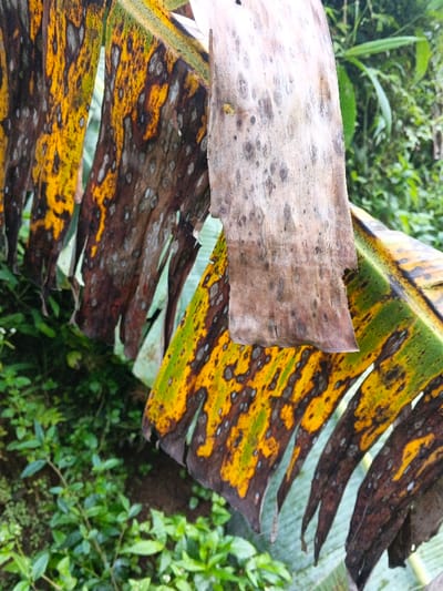 The image depicts a close-up view of severely discolored and damaged broad plant leaves, consistent with banana foliage, in an outdoor setting within Mengzi City, China. The prominent leaves exhibit extensive patterns of bright yellow, dark brown, and black necrotic areas, interspersed with residual green, indicative of advanced disease or senescence. Numerous small, dark circular spots are visible across the affected leaf surfaces. A lighter, dried, beige-brown leaf fragment, also covered in small dark specks, hangs prominently in the upper central portion of the frame, partially obscuring the larger leaves. The background consists of blurred, dense green foliage and undergrowth, suggesting a natural, vegetated environment. No individuals, animals, or man-made structures are present.