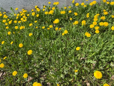 The image depicts a field of dandelions in bloom, with bright yellow flowers amidst green grass and foliage. The field appears to be adjacent to a grey concrete or stone wall, which occupies the top-left edge of the frame. The ground cover is a mix of grass, dandelion leaves, and some dry, fallen leaves. The scene is brightly lit, suggesting a sunny day. It is not possible to ascertain if the image was taken in Kirovgrad, Russia, or the specific time of day from the image alone. No people or animals are visible. The image captures a natural scene with a focus on the abundance of dandelions in a field.