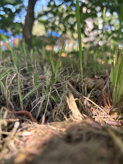 The image, taken in Kobyla Góra, Poland, depicts a low-angle view of dry grass and fallen leaves on the ground. In the background, out of focus, are a tree trunk, green foliage, and colorful bokeh lights, suggesting a park or outdoor gathering setting. The foreground is dominated by the textures and colors of the natural detritus, with some blades of green grass interspersed. The lighting suggests it is daytime, with sunlight dappling through the leaves. There are no people or discernible animals in the frame.