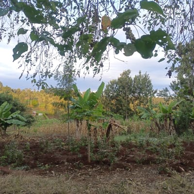 This image depicts a rural agricultural landscape in Mururi, Kenya. The foreground features a strip of disturbed, dark brown soil cultivated with numerous small green plants and shrubs. To the left, a mature banana plant with broad green leaves is visible, while a young papaya tree bearing a single green fruit stands in the center-right. Overhanging green foliage with small, light-colored berries partially frames the upper portion of the scene. The midground transitions into a field primarily composed of dried, light-brown corn stalks, interspersed with additional banana plants and a slender, young tree centrally positioned. In the distant left midground, a small building with a light-colored roof is partially visible. The background consists of a dense, multi-layered forest or wooded area, with specific sections of the trees illuminated by a soft, warm light, indicative of either late afternoon or early morning sun. The sky above is partially cloudy. No individuals, animals, or active subjects are present within the frame.