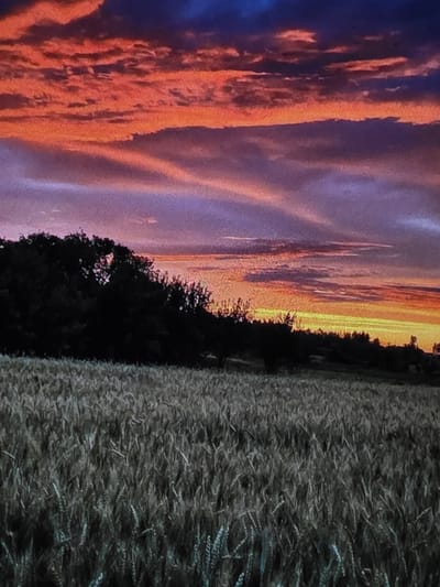 The image depicts a field of wheat under a vibrant sunset sky. The sky is a dramatic mix of deep blues, purples, and fiery oranges and reds, with streaks of light suggesting clouds. A silhouette of a dense line of trees forms the horizon, separating the field from the sky. The wheat in the foreground appears dry and golden, with individual stalks clearly visible. There are no people or animals visible in the scene. The overall impression is one of a rural landscape at dusk. This scene is not specifically identified as being in Dubno, Ukraine.