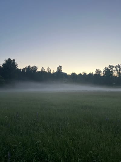 The image depicts a serene, rural landscape in Vantaa, Finland, likely during twilight or dawn. A vast field of tall, green grass dominates the foreground, with scattered purple wildflowers and blades of grass rendered in sharp focus. In the mid-ground, a thin layer of mist hovers over the field, obscuring the ground immediately before a dense line of trees forming the horizon. The trees, silhouetted against a pale, gradient sky, range in color from dark green to black. The sky itself transitions from a deep blue at the top to a soft yellow and white near the horizon, suggesting the presence of the sun just below the visible frame. The overall atmosphere is tranquil and natural, with no discernible human presence or structures.