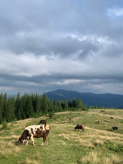 The image displays a mountain pasture (polonyna) located in the vicinity of Vorokhta, Ukraine. The sky is largely covered by dense, dark grey clouds, with some lighter patches visible towards the horizon. In the foreground, a large cow with distinct white, brown, and black markings, and visible horns, is actively grazing with its head lowered. A smaller, dark-colored calf is positioned standing on the back of this foreground cow. Scattered across the midground and background, an additional six cattle, primarily dark brown and black in color, are also grazing on the undulating green and golden-brown grass. A dense line of dark green coniferous trees forms a distinct treeline across the mid-distance. Beyond this treeline, multiple layers of mountains, appearing increasingly blue due to atmospheric perspective, recede into the far background. A single white, vertical post is observable standing in the midground pasture. No human figures are present.