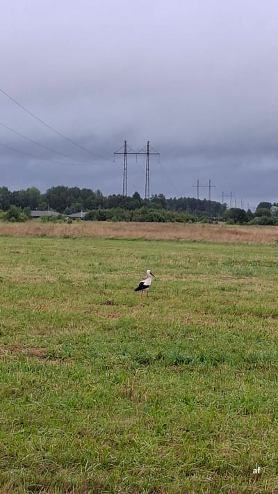 A lone white and black stork stands in a grassy field under a cloudy sky. In the background, a line of trees forms a border between the field and distant power lines supported by tall metal towers. The field is green with patches of dry, brown grass. The sky is overcast, and the overall lighting suggests a cool, perhaps damp, day.
