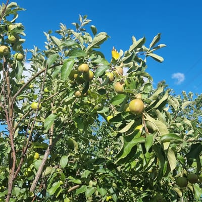 The image depicts an apple tree laden with green apples under a clear blue sky. The tree branches are covered with lush green leaves and numerous small to medium-sized green apples. The sky is a vibrant blue with a few wispy white clouds visible. The scene appears to be outdoors in a natural setting, possibly an orchard or a garden. There are no people or animals present in the image. In the background, the branches and leaves of other trees can be seen, and in the far distance, there are hints of power lines against the sky. The lighting suggests it is daytime with ample sunlight. The location is specified as Ақкемер, Kazakhstan.