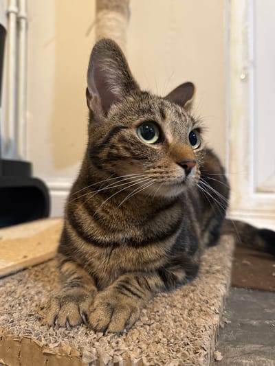 A close-up, vertical shot captures a brown tabby cat looking upwards with an alert and curious expression. The cat's head is tilted to the left, showcasing its large, round, green eyes with dilated pupils and long, white whiskers fanning out from its muzzle. Its brown and black striped fur is clearly visible, typical of a tabby pattern. One ear is prominently featured, pointed upwards, suggesting it's attentive to something out of frame.
The cat is lying on a light brown, heavily textured surface, which appears to be a well-used scratching post or cat tree made of corrugated cardboard. Its front paws are visible, with claws partially extended, gripping the textured surface.
The background is softly blurred, showing a light-colored wall or furniture, possibly a skirting board, and some white trim at the top. The lighting is even, suggesting an indoor setting. The overall scene conveys a moment of a domestic cat being observant and perhaps playful within a home environment in Desborough, United Kingdom. There is no visible text in the image.