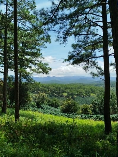 The image depicts a panoramic view of a lush, green landscape under a bright blue sky with scattered white clouds. In the foreground, two tall pine trees frame the scene, their branches partially obscuring the view of the valley beyond. The ground in the foreground is covered with thick, vibrant green grass and various smaller plants, suggesting an outdoor, natural setting.
Beyond the immediate foreground, a dense forest of pine trees stretches across rolling hills. Further in the distance, layered mountain ranges are visible, fading into a hazy blue. A field, possibly a coffee plantation given the context of Trường An, Vietnam, with its characteristic neat rows of low-lying green plants, is apparent in the midground. The overall impression is one of a serene, natural environment, likely located on the outskirts of a populated area, given the presence of what appear to be utility wires stretching across the sky. The time of day appears to be daytime, with ample sunlight illuminating the scene. There are no people or animals visible in the image. The scene is typical of the highlands surrounding Trường An, known for its coffee plantations and pine forests.