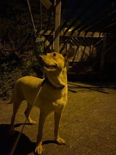 An adult, light-colored dog stands on a paved surface at night, looking up and to the left with its mouth slightly open. The dog is wearing a red collar and is attached to a light-colored leash that extends downwards and to the left. Behind the dog, there is a wooden structure resembling a pergola or arbor, with intersecting beams casting shadows on the ground. To the left of the dog, dense, dark foliage is visible. The scene is illuminated by artificial lighting, casting a yellowish hue. The location is identified as Saint-Vith, Belgium.