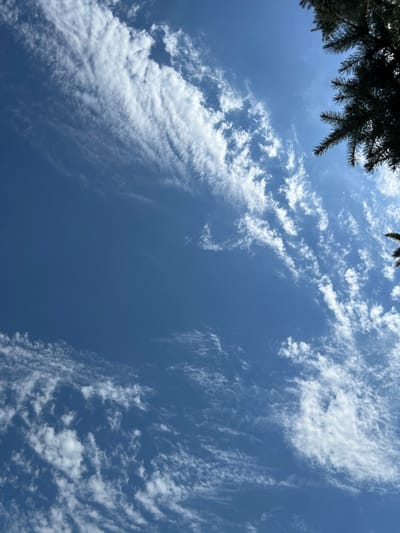 An upward angled shot captures a clear blue sky with scattered white clouds and the dark green branches of a coniferous tree in the upper right corner. The clouds are wispy and appear to be moving across the sky. The scene is likely outdoors in a natural setting, possibly a park or backyard, given the presence of the tree. No people or specific landmarks are visible to indicate a precise location within Takhtamukai, Russia.