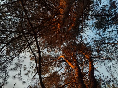 The image presents a low-angle view looking upwards into the canopy of pine trees. The trunks of the trees are a dark brown, illuminated with a warm, golden light suggesting either sunrise or sunset. The branches are densely interwoven, silhouetted against a pale blue sky. The needles on the branches appear dark and dense. There is no evidence of human presence or structures. The scene appears to be outdoors in a wooded area. Although the location is unknown, the prompt mentioned the city of East Suffolk, United Kingdom. Given the prominence of pine trees, it could potentially be a park or woodland area within the East Suffolk region.